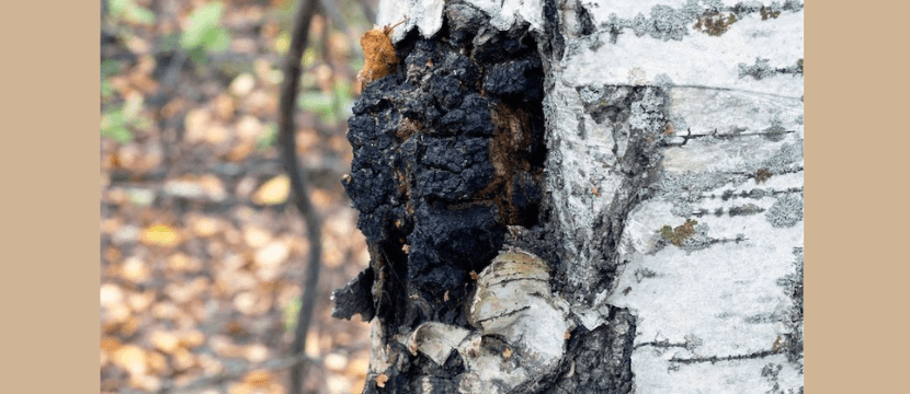 Mushroom Coffee – wir züchten funktionelle Pilze in deutschen Wäldern